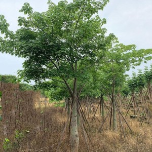 丝木棉庭院绿化树形优美 喜阳光苗木