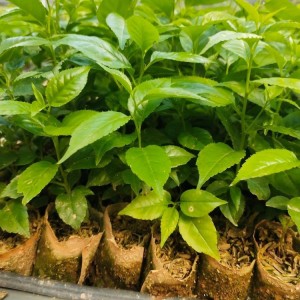 求购  金丝楠木